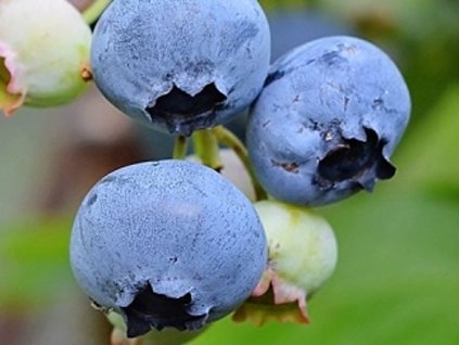 Kanadská čučoriedka  'Concord'