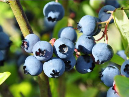 Kanadská čučoriedka  'Ama Rood'