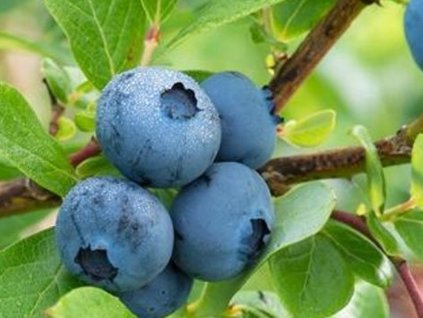 Kanadská čučoriedka 'Burlington'