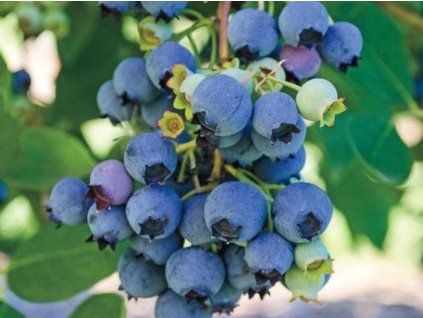 Kanadská čučoriedka 'Jersey'