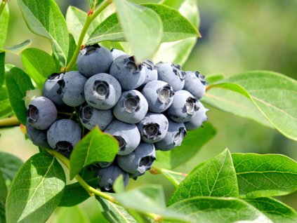 Kanadská čučoriedka 'Record'