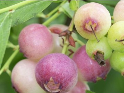 Kanadská čučoriedka 'Pink Blueberry'