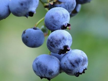 Kanadská čučoriedka 'Dixi'