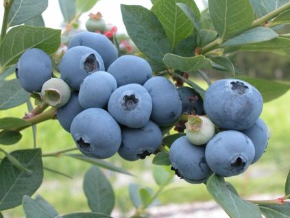 Kanadská čučoriedka  'Sweetheart'