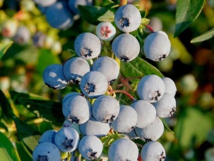 Kanadská čučoriedka 'Baby Blue'