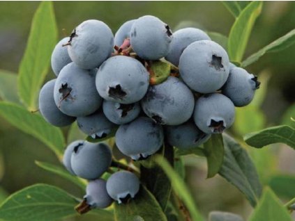 Kanadská čučoriedka 'Peru'