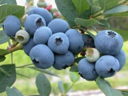 Kanadská čučoriedka 'Blueray'