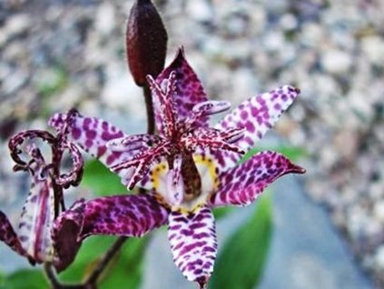 Hadia ľalia Hirta 2ks