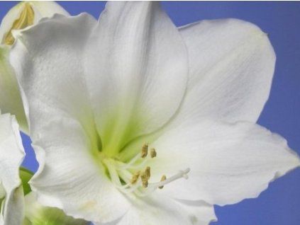 blanc