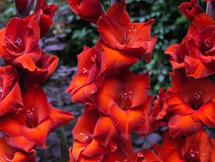 Gladiola 'Brown Sugar' 5ks
