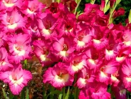Gladiola 'Jo Jo' 5ks
