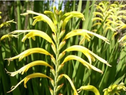 Chasmanthe floribunda var. duckitii