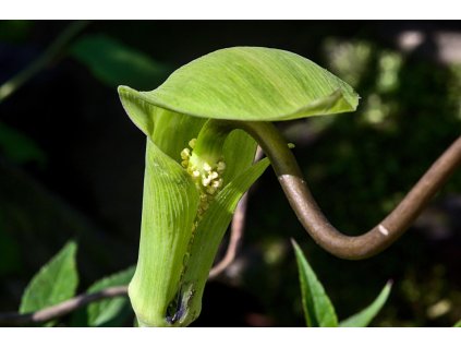 Arisaema tortuosum