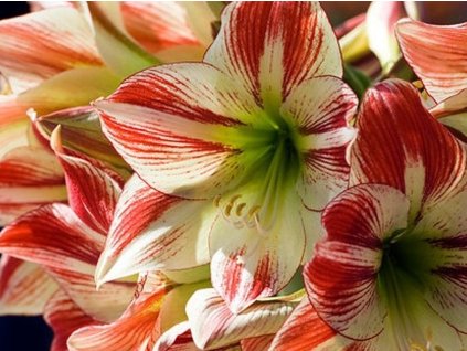 Amarylis 'Ambiance'
