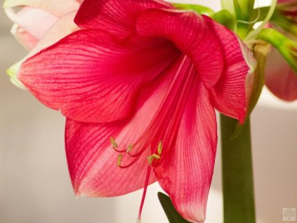 Amarylis 'Pink Rival'