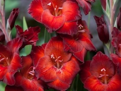Gladiola 'Azurro' 5ks