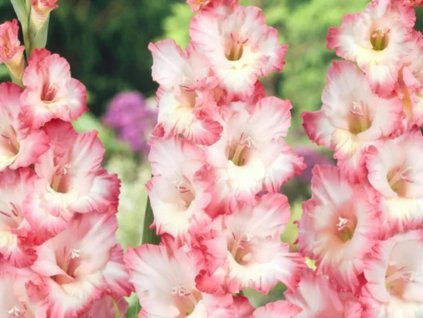 Gladiola 'Dolce Vita®' 5ks