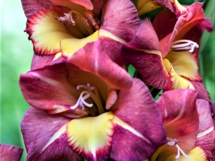 Gladiola 'Brescia' 5ks