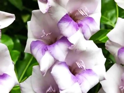 Gladiola 'Condor Pasa' 5ks
