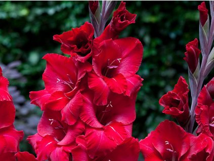 Gladiola 'First Blood' 5ks