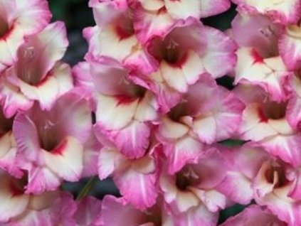 Gladiola 'Novara' 5ks