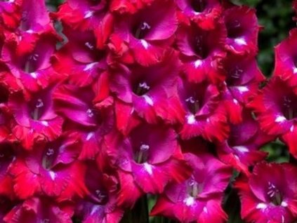 Gladiola 'San Siro' 5ks