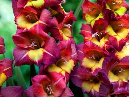 Gladiola 'Vasto' 5ks