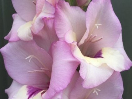 Gladiola 'Venezia' 5ks