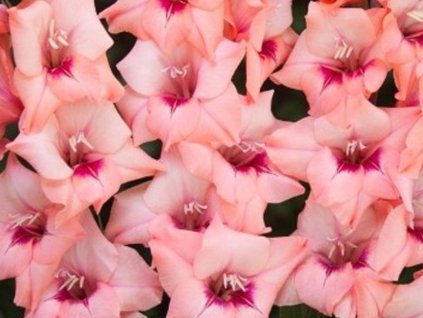 Gladiola  'Whitney' 5ks