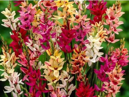Ixia 'Mix' 20ks