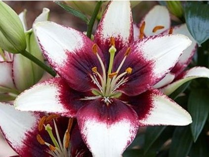 Ľalia 'Curitiba' 2ks