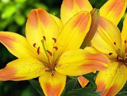 Ľalia 'Happy Memories' 2ks