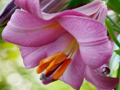 Ľalia ' Pink Perfection' 2ks