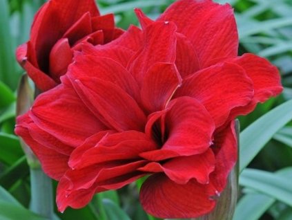 Amarylis 'Amaranthia'