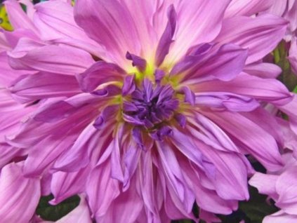 Georgína 'Lavender Ruffles'