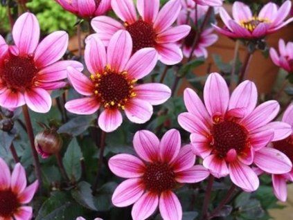 pretty