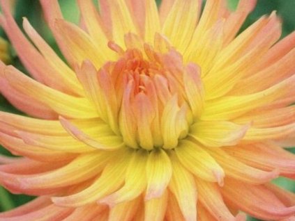 Georgína 'Apricot Star'