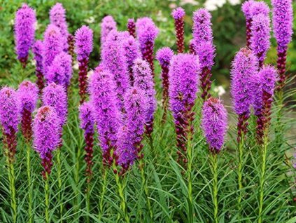 Liatra klasnatá- 10ks