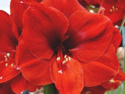 Amarylis 'Ferrari'