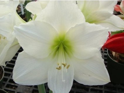 Amarylis 'Matterhorn'