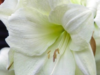 Amarylis 'Moscow'