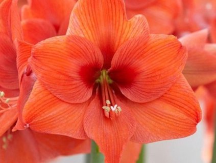Amarylis 'Naranja'
