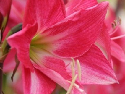 Amarylis 'Neon'