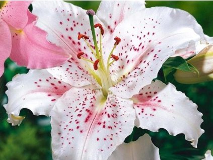 Ľalia 'Muscadet' 2ks