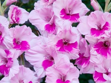 Gladiola 'Alannah' 5ks