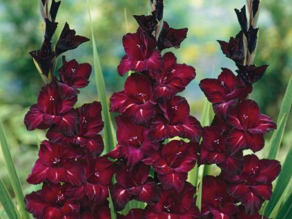 Gladiola 'Black Star'