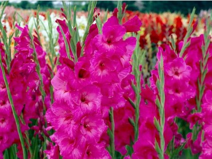 Gladiola 'Fidelio' 5ks