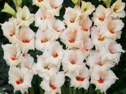 Gladiola 'Candy Bar®' 5ks