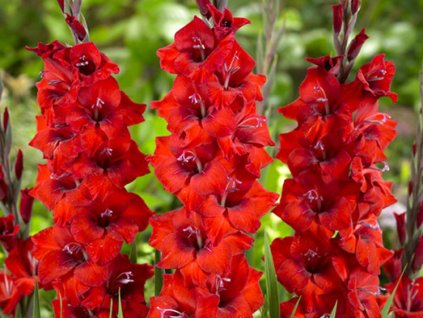Gladiola 'Crossfire' 5ks