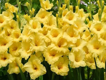 Gladiola  'Limoncello' 5ks